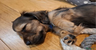 Miniature Dachshund dogs - Advert 12