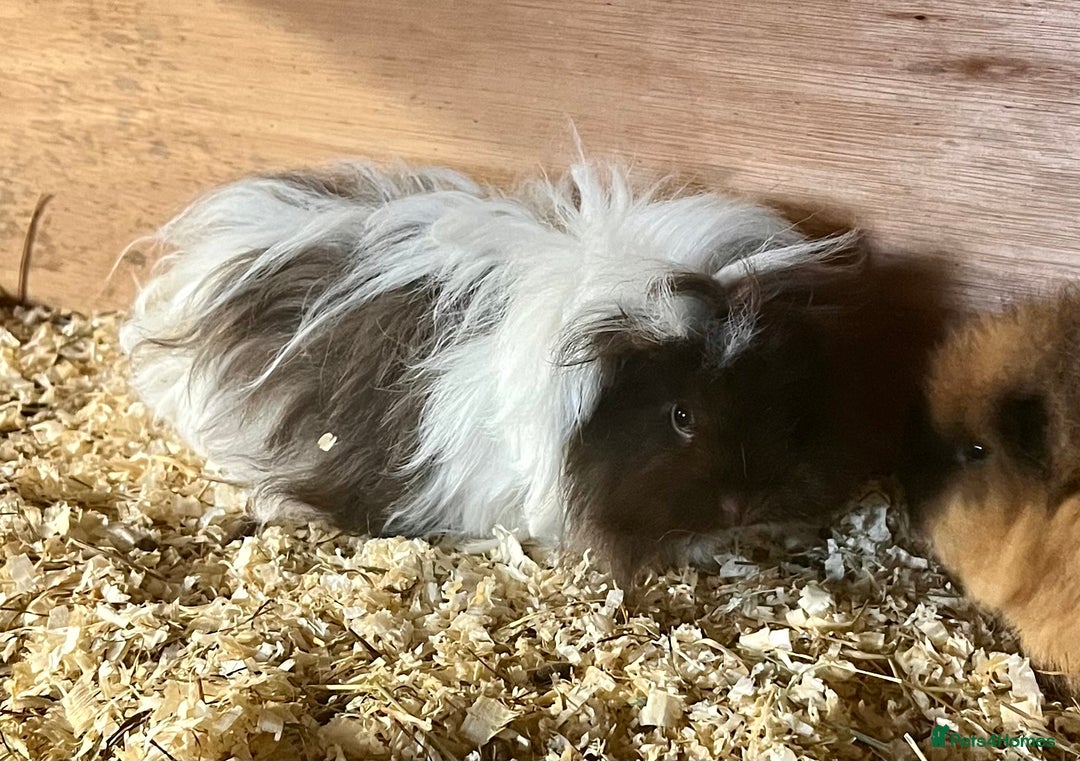 Guinea Pig rodents for sale: Lunkarya sows available - Advert 4