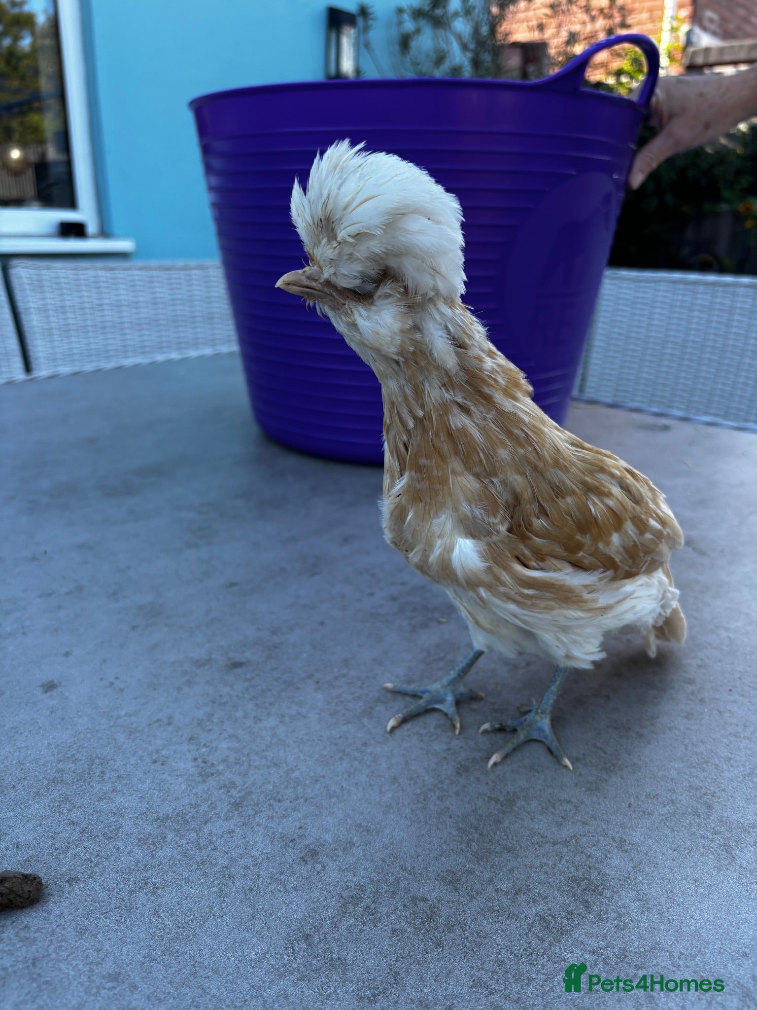 Chickens poultry Variety of Pekin bantams, individually priced  - Advert 18