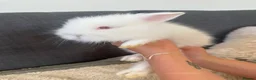 Lionhead rabbits for sale: Beautiful Baby Lionhead Bunnies  - Advert 7