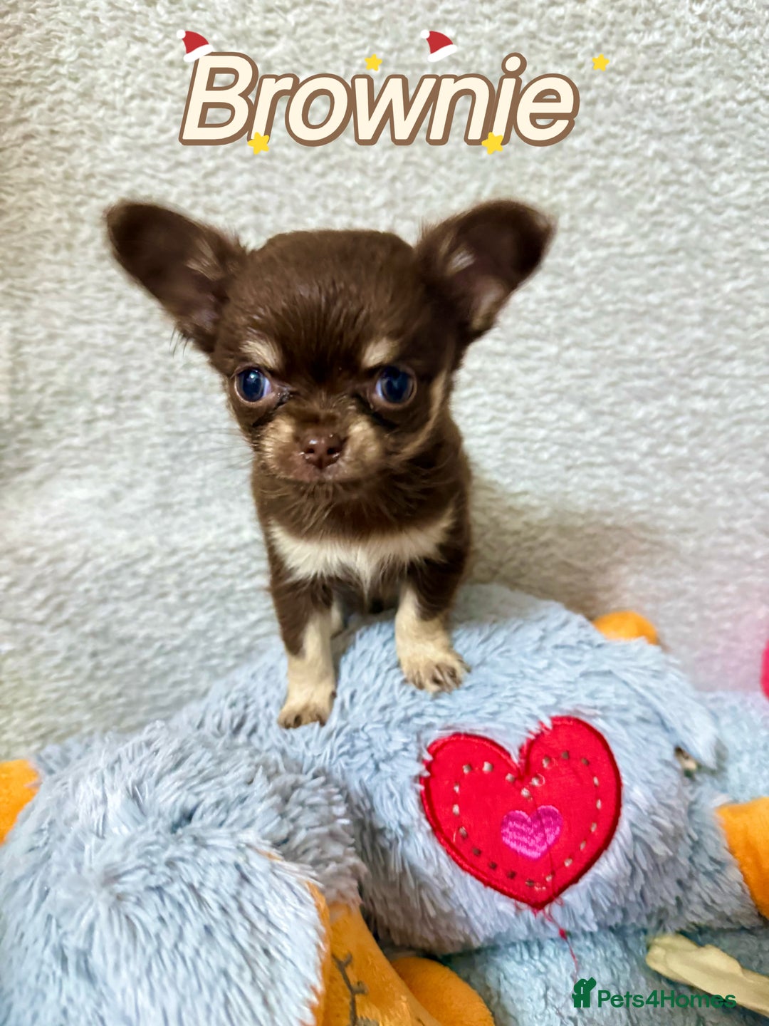 Chihuahua dogs for sale: 🔥 Adorable long-haired Chihuahua puppies for sale - Image 24