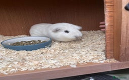 Guinea Pig rodents for sale: Male Guinea pigs  - Image 2
