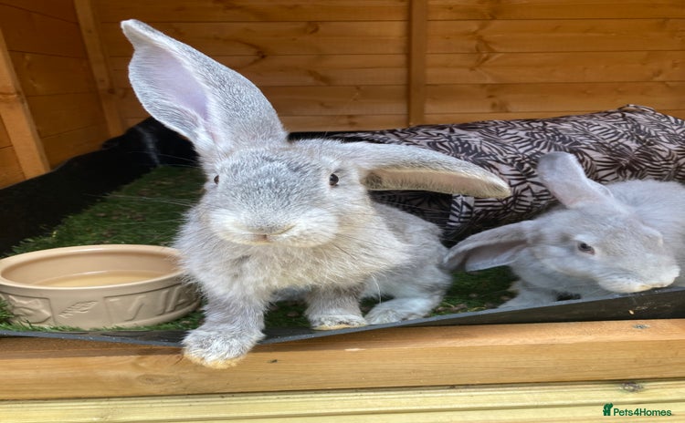 Continental Giant rabbits - Advert 1