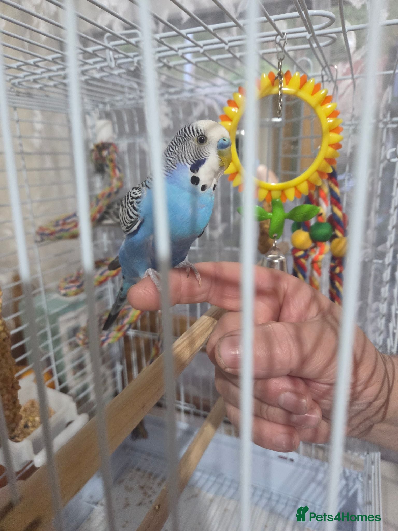 Budgerigars birds pair of budgerigars with a cage - Advert 2