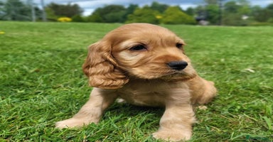 Cocker Spaniel dogs - Advert 15