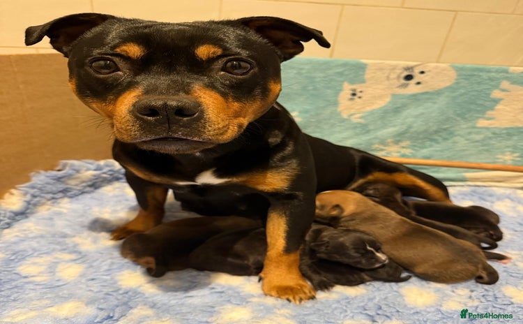 Staffordshire Bull Terrier dogs - Advert 1