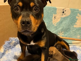 Staffordshire Bull Terrier dogs - Advert 14