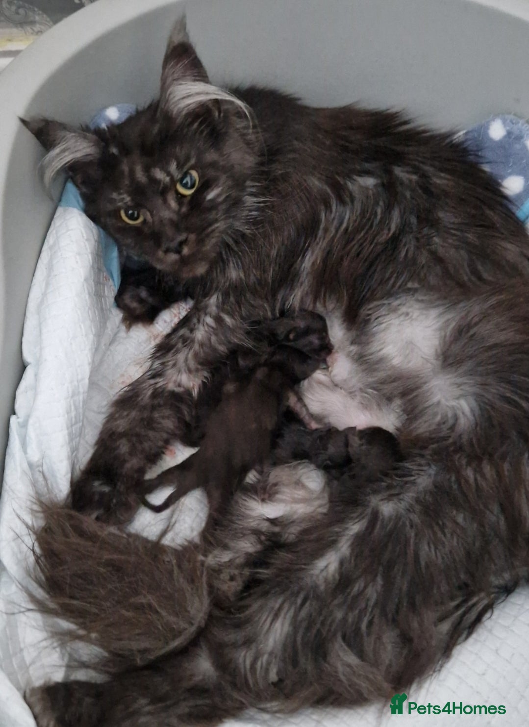 Maine Coon cats for sale: Outstanding pedigree mainecoons - Advert 1