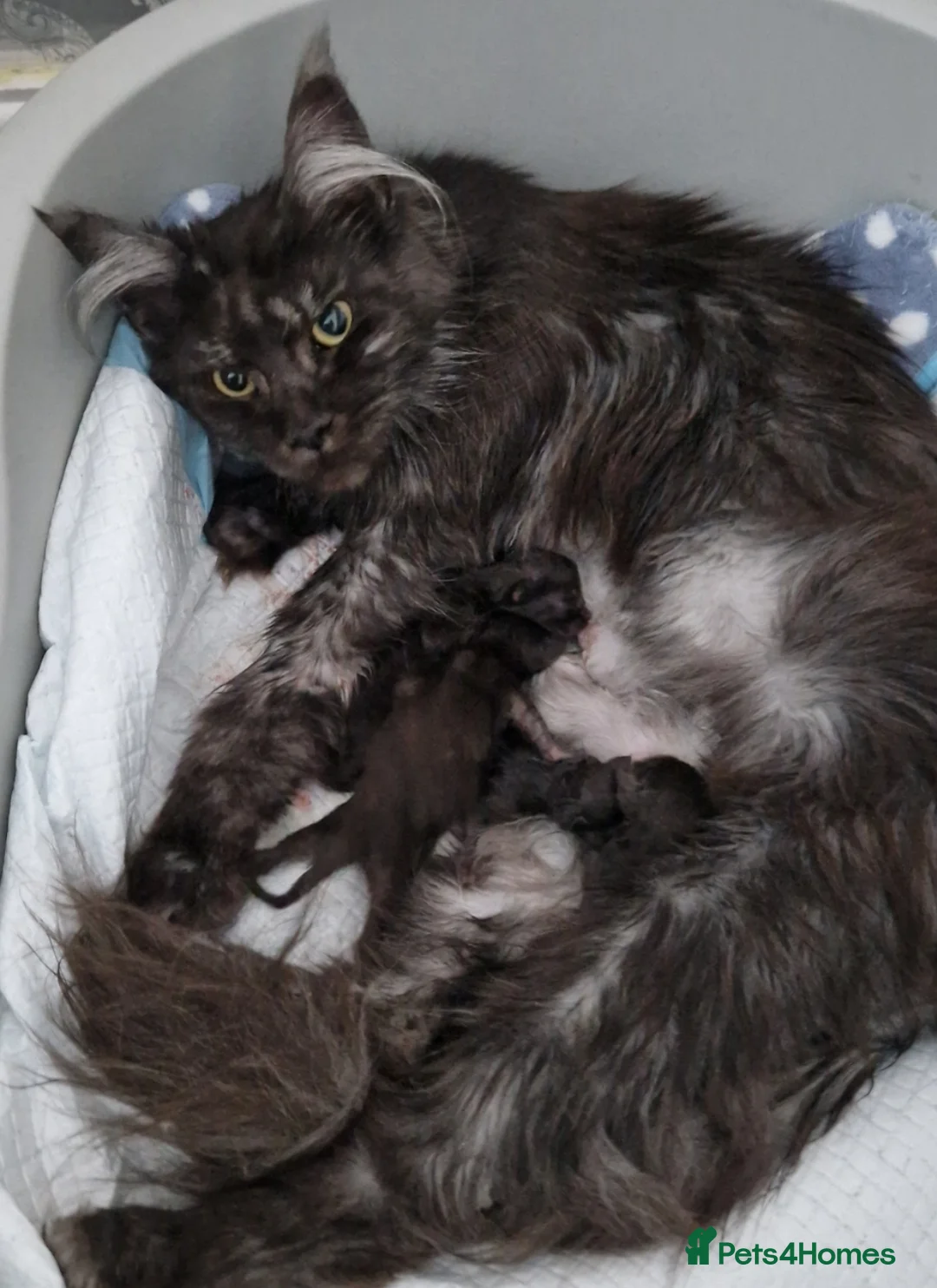 Maine Coon cats for sale: Outstanding pedigree mainecoons - Advert 1