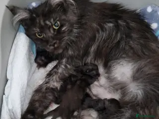 Maine Coon cats for sale: Outstanding pedigree mainecoons - Advert 1