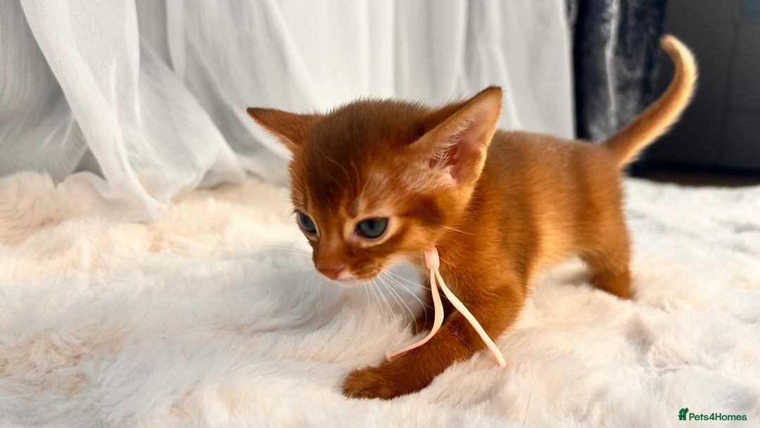 Abyssinian cats for sale: TICA champion line Abyssinian kittens  - Image 14