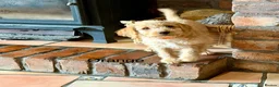 Labradoodle dogs for sale: Miniature Labradoodles frm licensed Exp breeder - Advert 2
