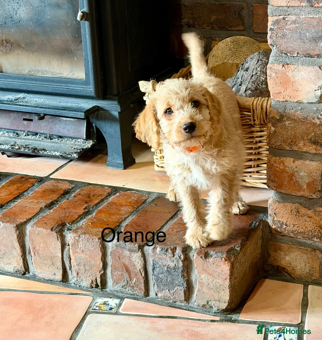 Labradoodle dogs for sale: Miniature Labradoodles frm licensed Exp breeder - Advert 2