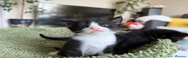 Mixed Breed Kitten 1