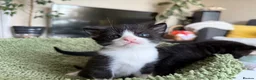 Mixed Breed cats for sale: 🐾 Clean, Healthy Bombay x Turkish Van Kittens - Advert 39