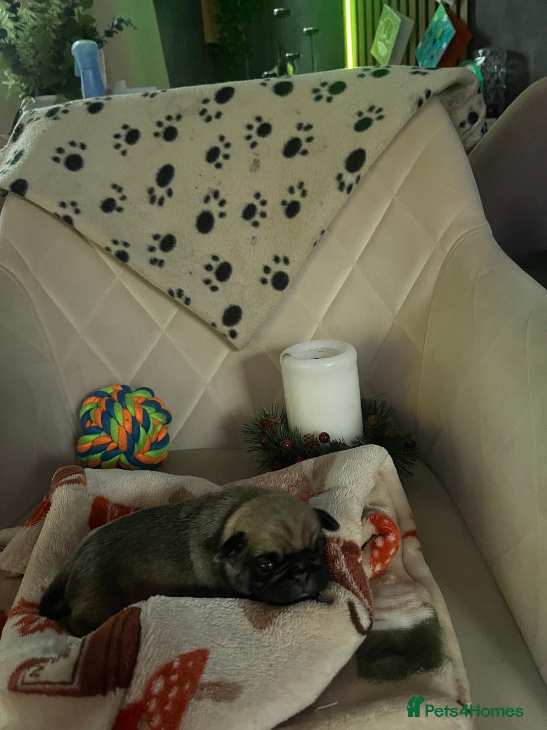Pug dogs for sale: 2 boys 3 girls pugs for sale leeds  - Advert 10