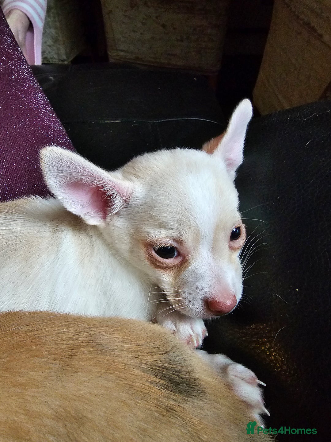 Chihuahua dogs for sale: Two male chihuahuas  - Advert 5