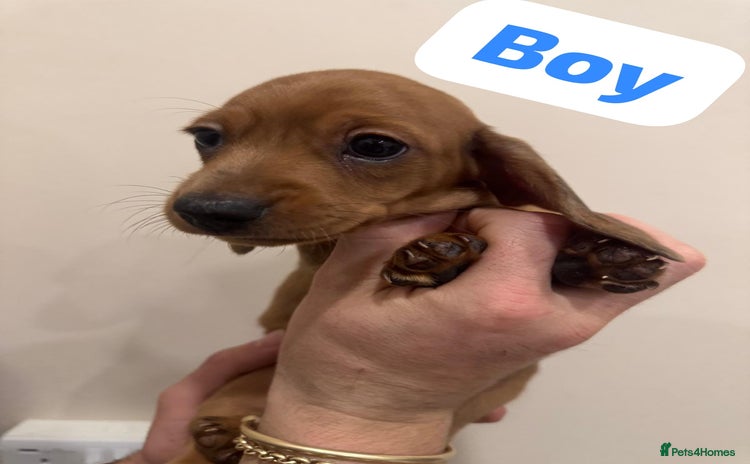 Miniature Dachshund dogs - Advert 13