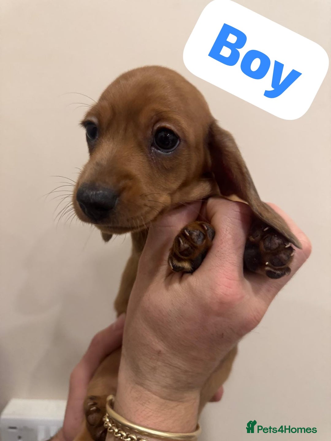 Miniature Dachshund dogs for sale: Daschund puppies  - Image 1