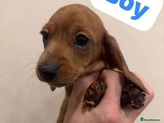 Miniature Dachshund dogs - Advert 31