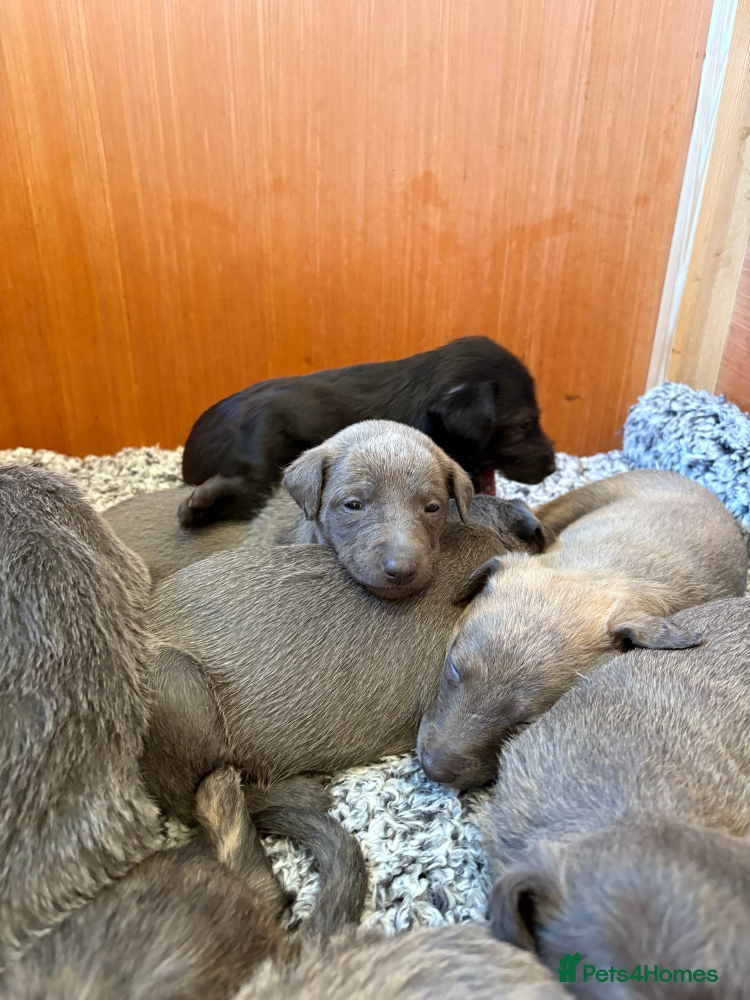 Mixed Breed dogs for sale: Bedlington whippet puppies  - Advert 4