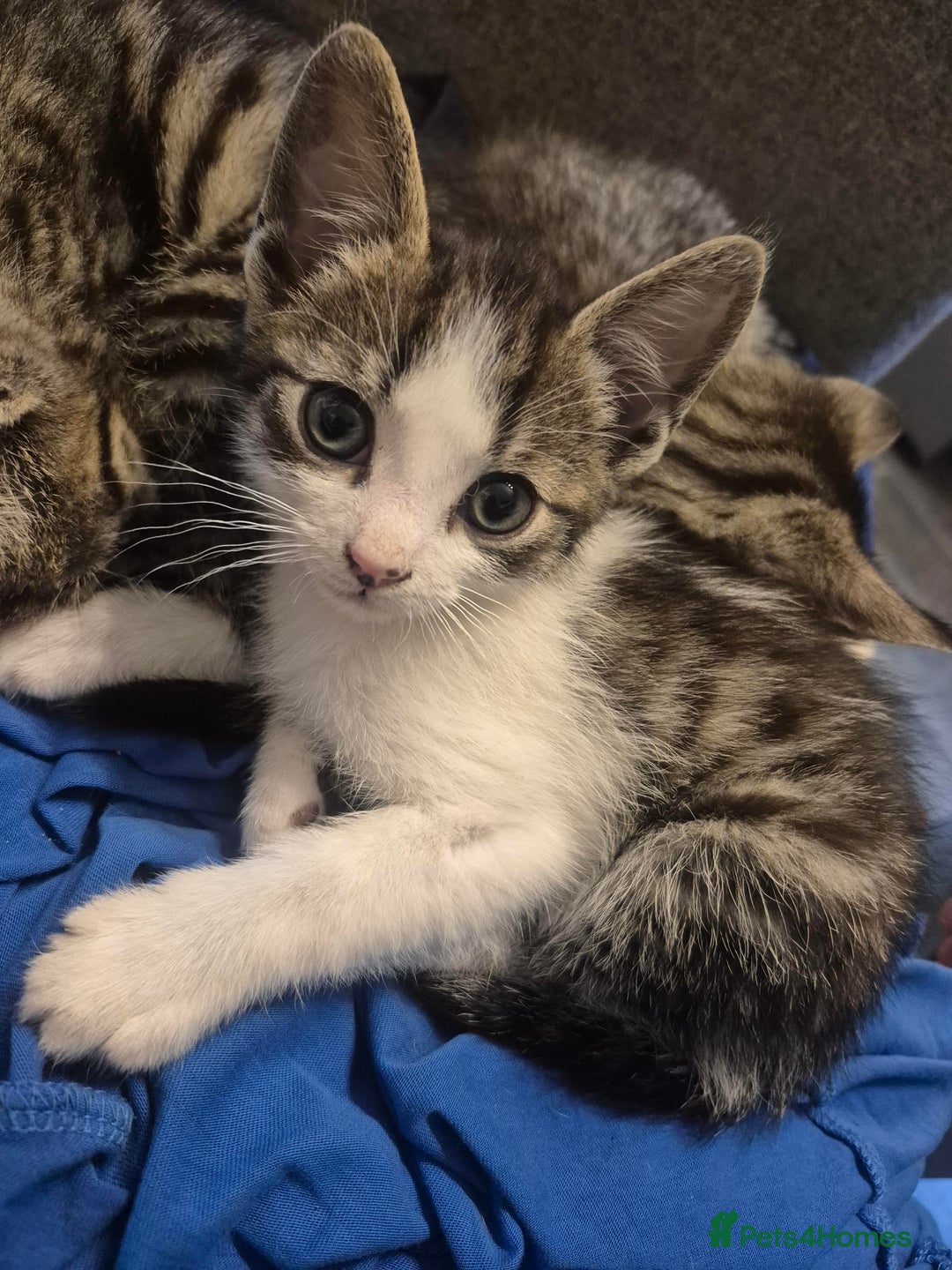 British Shorthair cats for sale: Lovely kittens - Advert 3