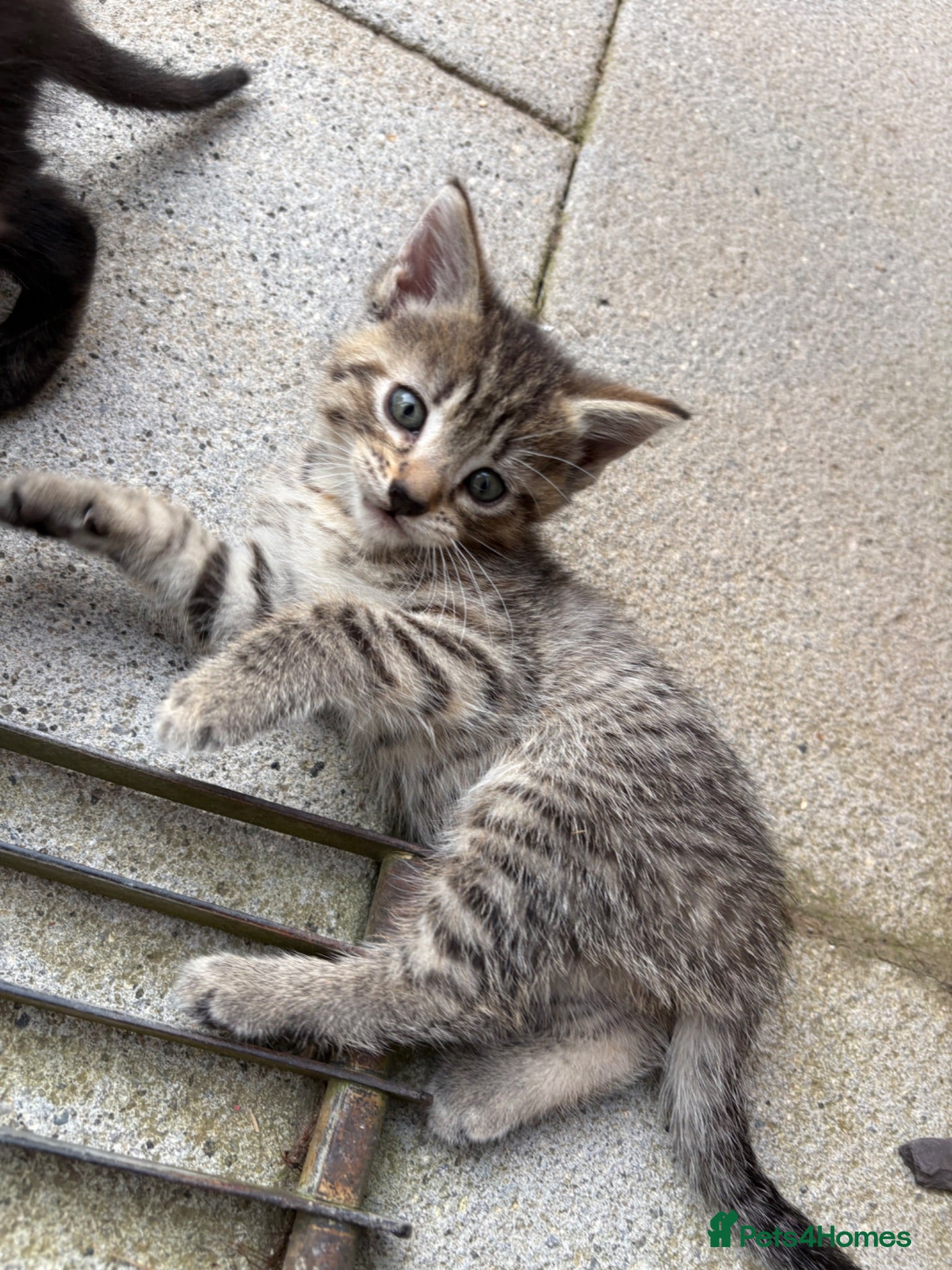Mixed Breed cats 6 week old tabby kitten- Daisy - Advert 7