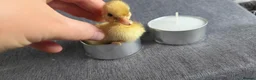 Ducks poultry for sale: X1 mini call duckling  - Advert 6