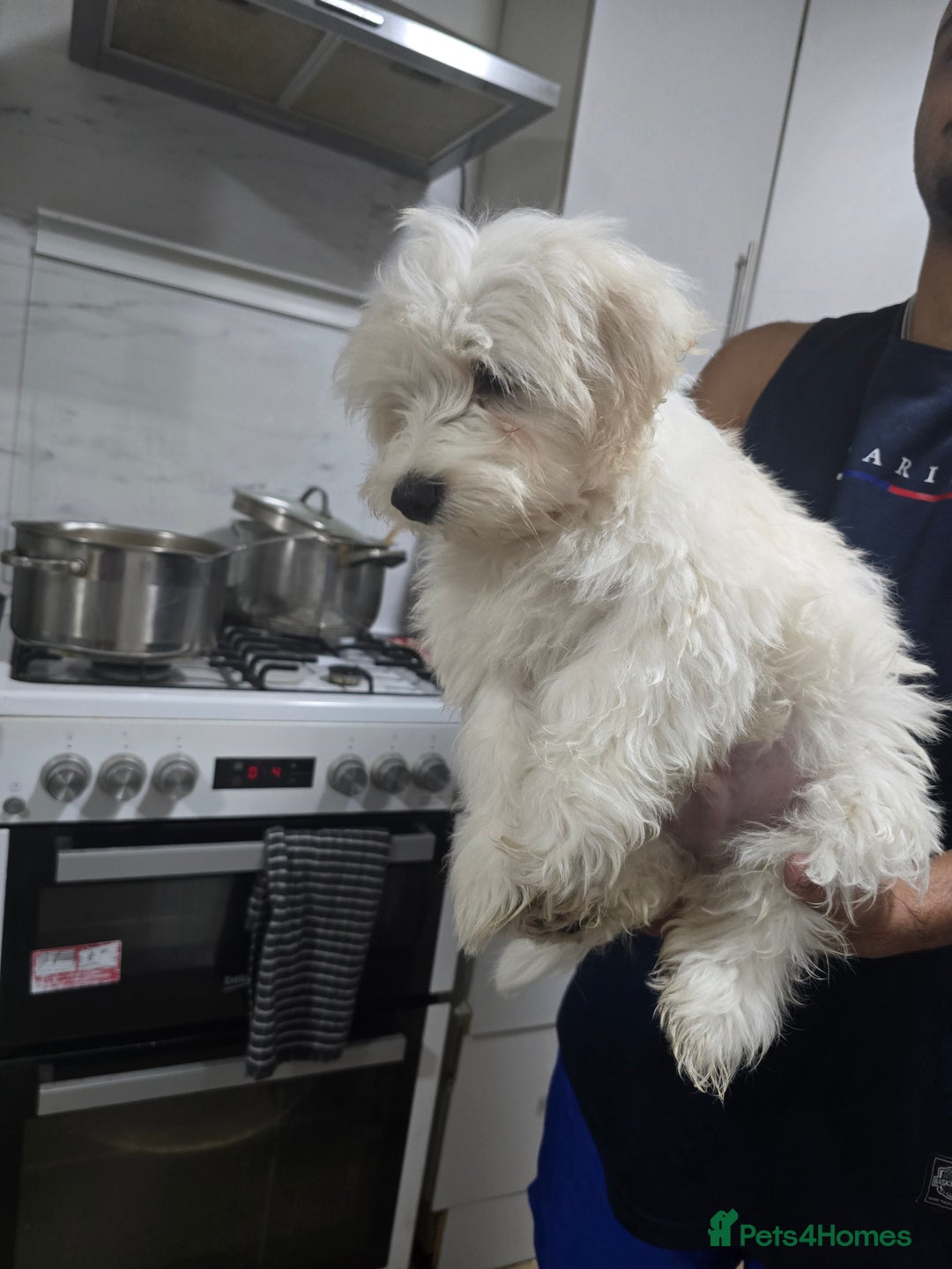 Maltese dogs for sale: Lovely maltese ready to go - Image 7