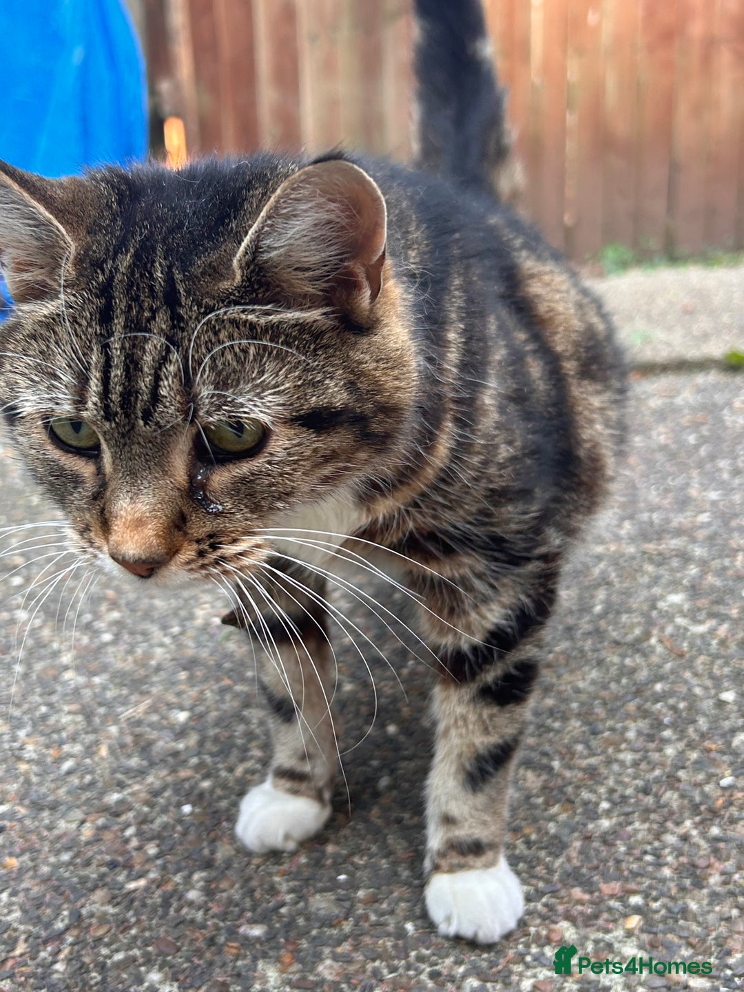 Domestic Shorthair cats for sale: FREE SHORTHAIR - Image 3