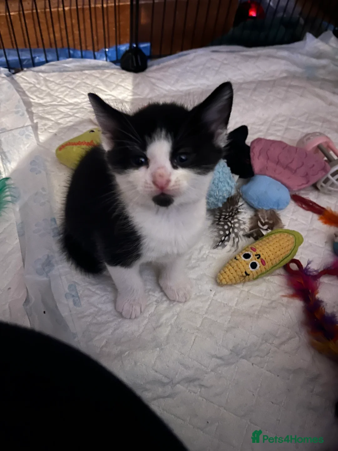 Mixed Breed cats for sale: Bengal cross kittens  - Advert 5