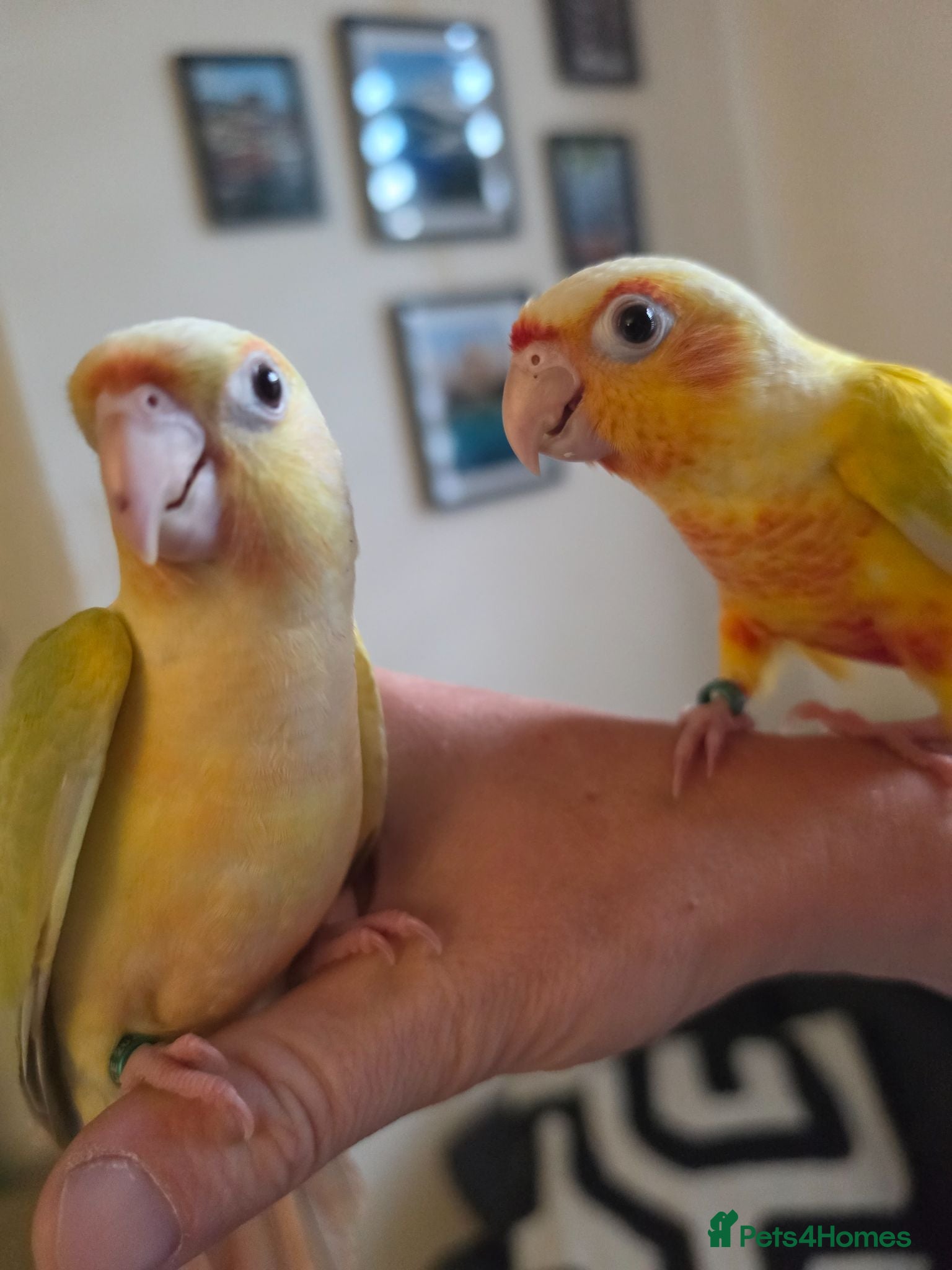 Conures birds Handreared! £295 ono LAST 2! - Advert 2