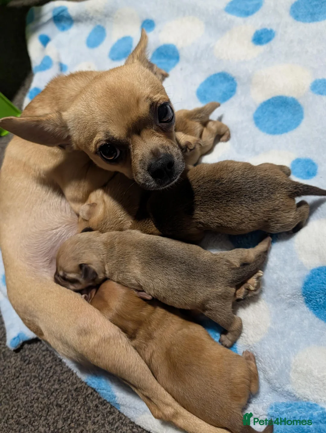 Pomchi dogs for sale: Pomchi puppies  - Advert 2