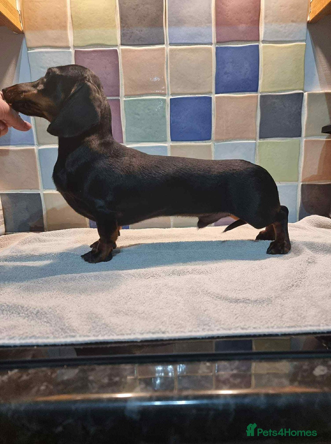 Miniature Dachshund dogs for sale: Kc reg smooth haired miniature dachshund - Advert 9