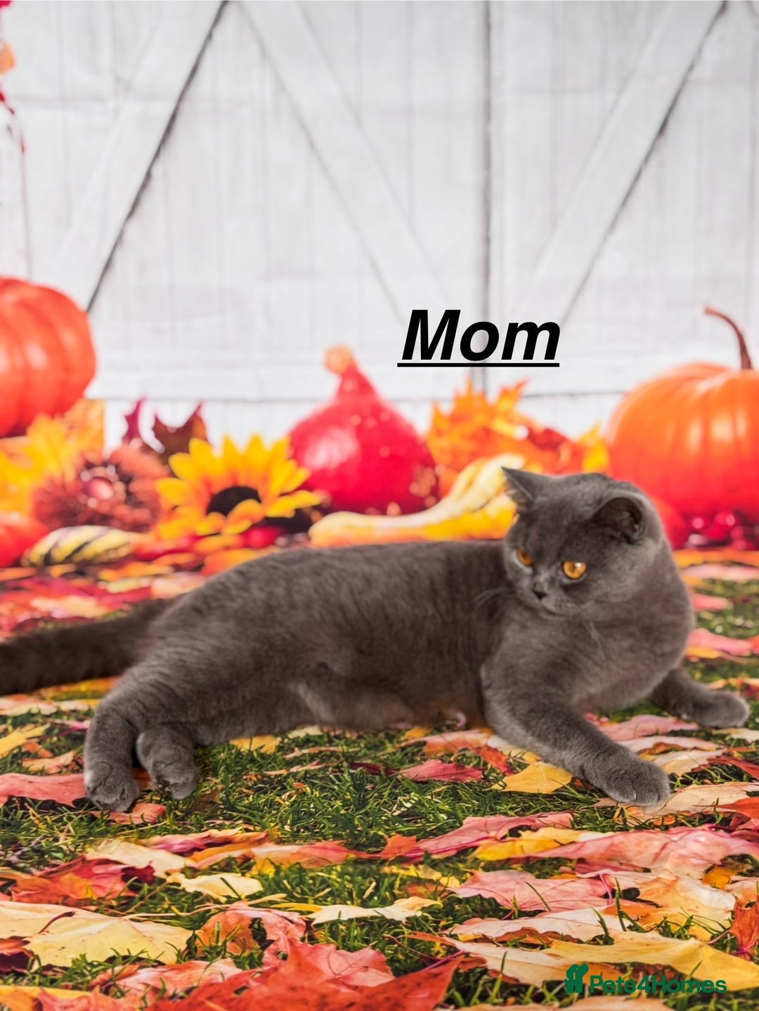 British Shorthair cats for sale: British Shorthair Kittens  - Image 5