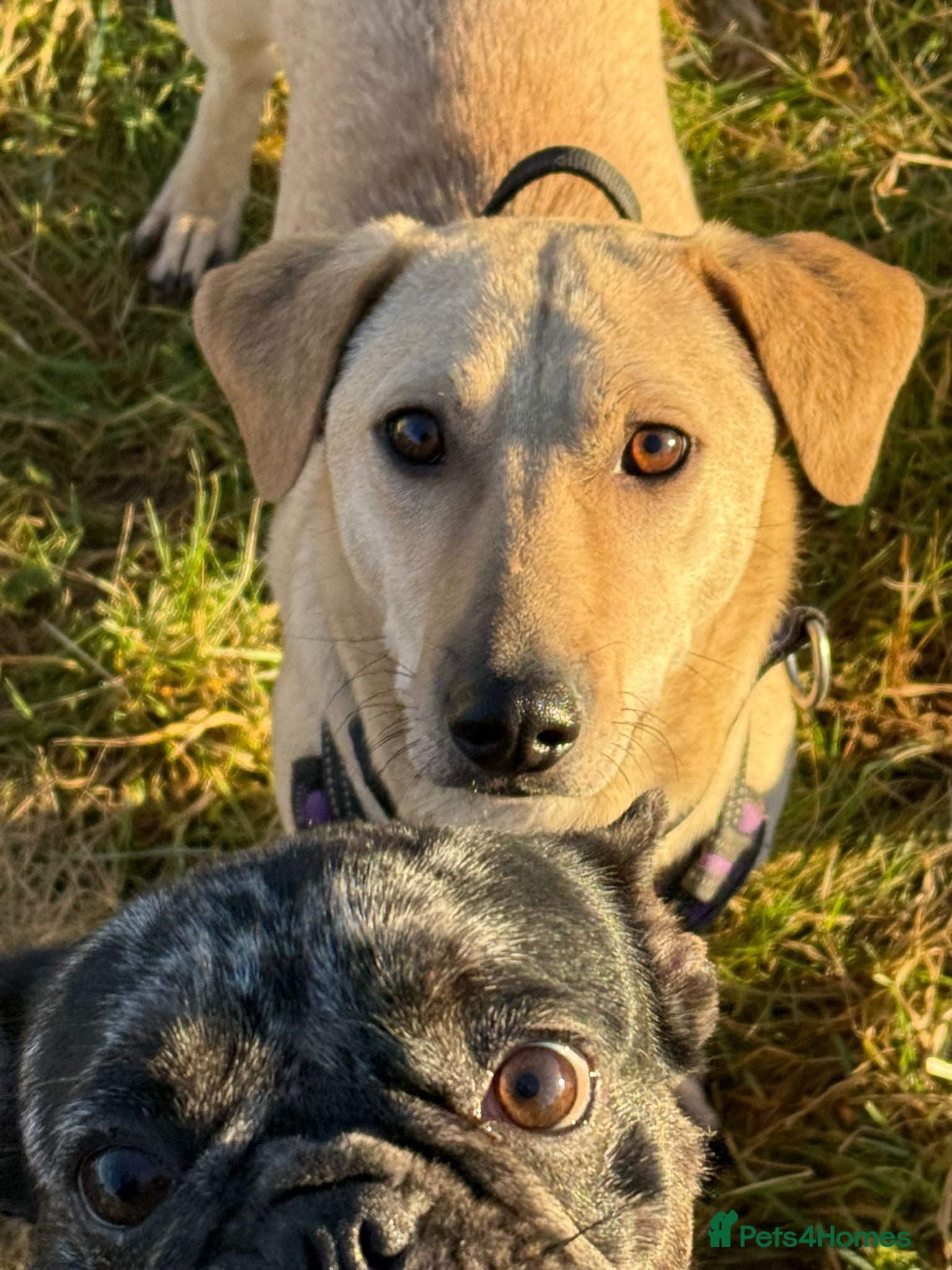 Mixed Breed dogs Handsome Zack looking for LOVE in Salisbury - Advert 17