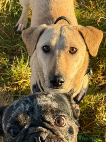 Mixed Breed dogs Handsome Zack looking for LOVE in Salisbury - Advert 10