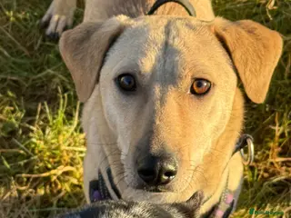 Mixed Breed dogs Handsome Zack looking for LOVE in Salisbury - Advert 14