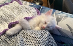 Turkish Angora cats for sale: Kitten  - Image 5
