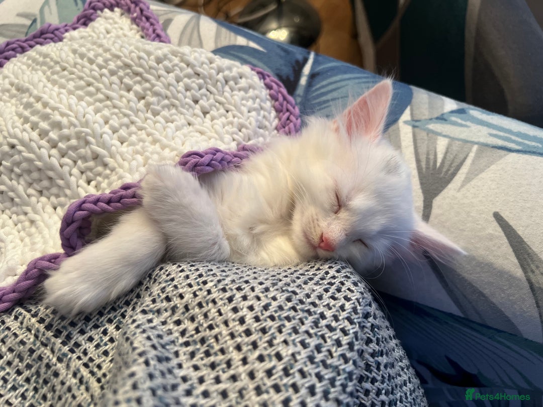 Turkish Angora cats for sale: Kitten  - Image 5