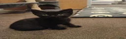 Domestic Shorthair cats for sale: 2 female 2 male kittens ready for their new home  - Advert 4