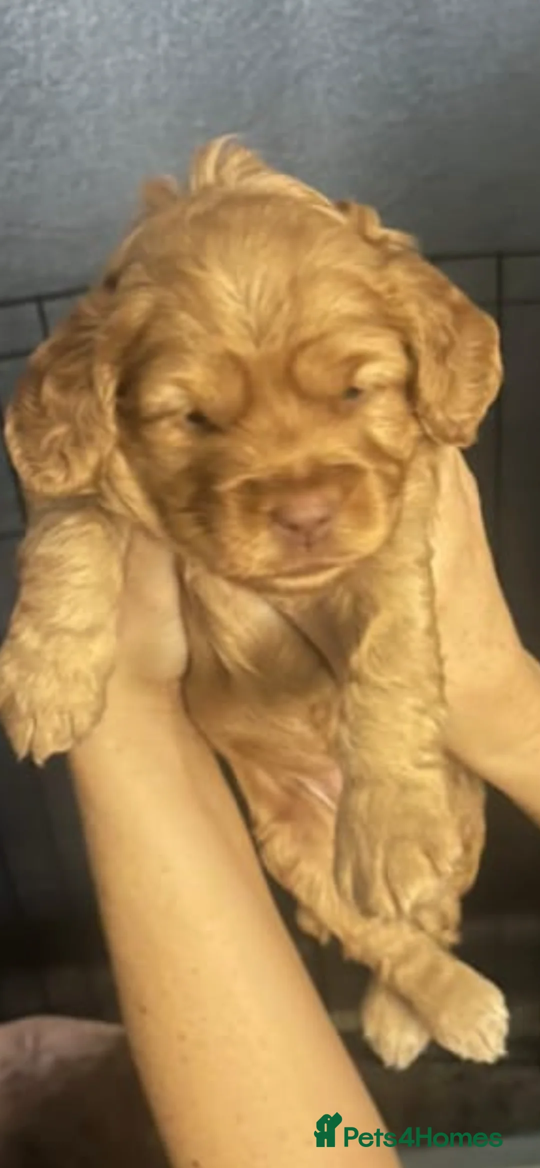 Cockapoo dogs for sale: 5 beautiful cockapoo puppies  - Advert 23