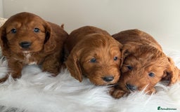 Cockapoo dogs for sale: Deep Dark Red Cockapoo’s  - Image 4