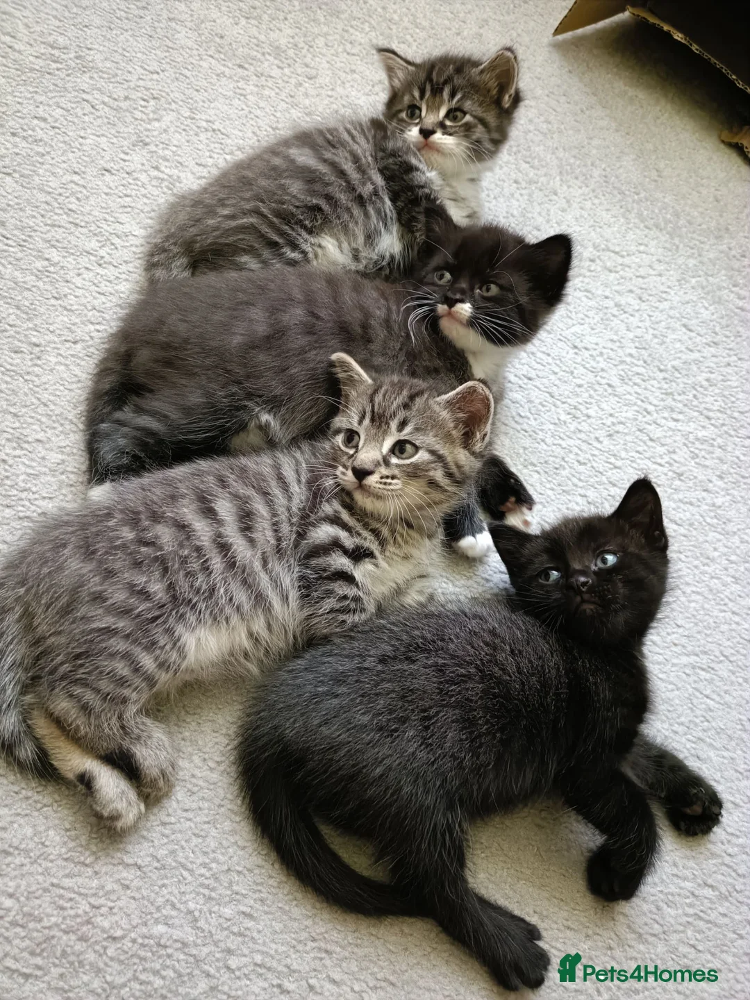 Mixed Breed cats for sale: Adorable kittens for sale  - Advert 2