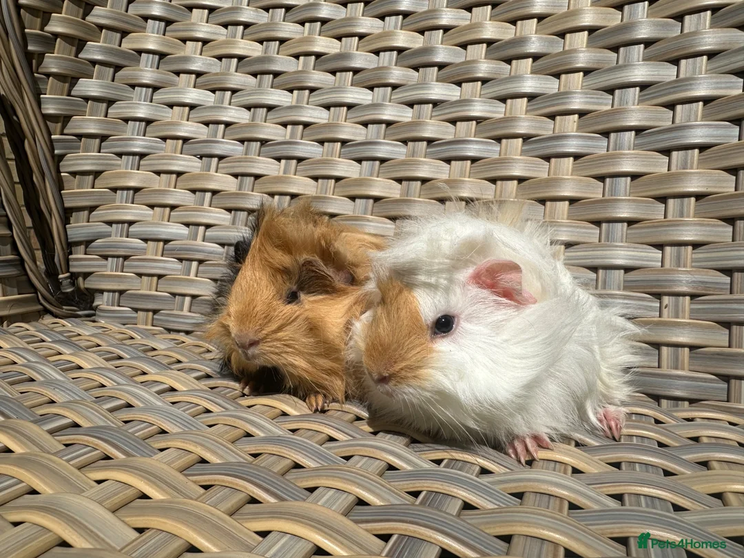 Guinea Pig rodents for sale: 2 Pretty baby long haired female guinea pigs. - Advert 2