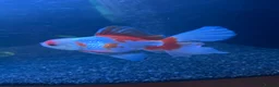 Fancy Goldfish fish for sale: Peacock Tail Oranda for rehoming  in Chatham - Advert 2