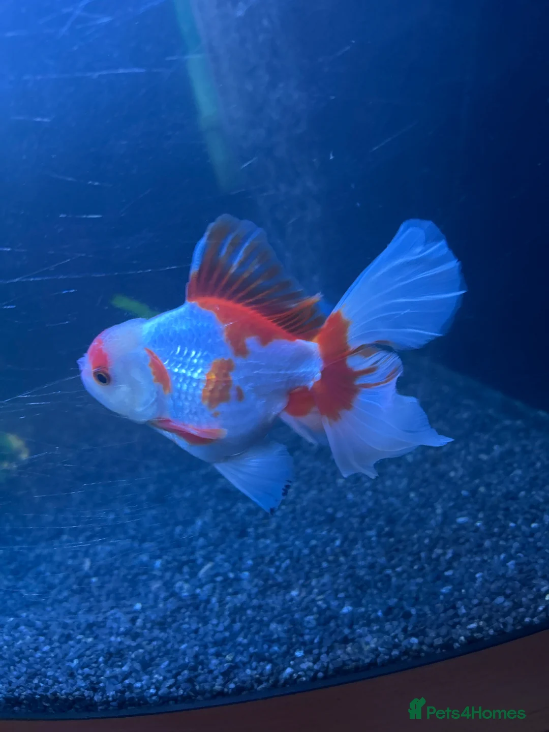 Fancy Goldfish fish for sale: Peacock Tail Oranda for rehoming  in Chatham - Advert 2
