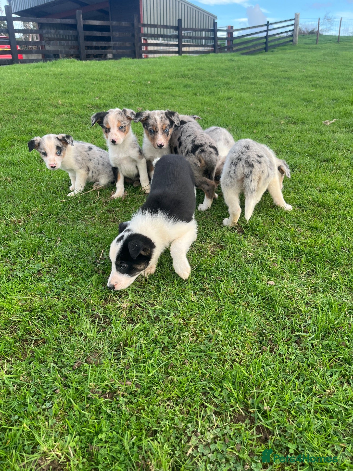 Border Collie dogs 7 beautiful border collies  - Advert 4