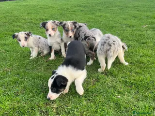 Border Collie dogs 7 beautiful border collies - Advert 1