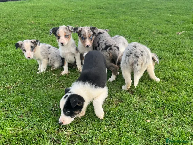 Border Collie dogs 7 beautiful border collies - Advert 11
